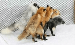 Craigslist proxy software Foxy Revolver